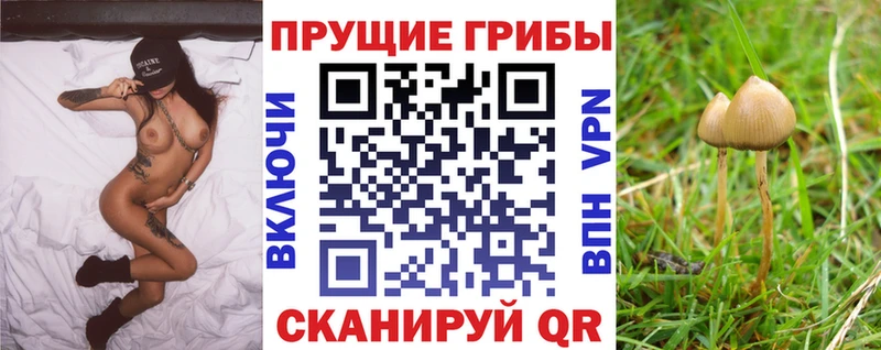 Псилоцибиновые грибы Cubensis  где найти наркотики  MEGA   Кохма 